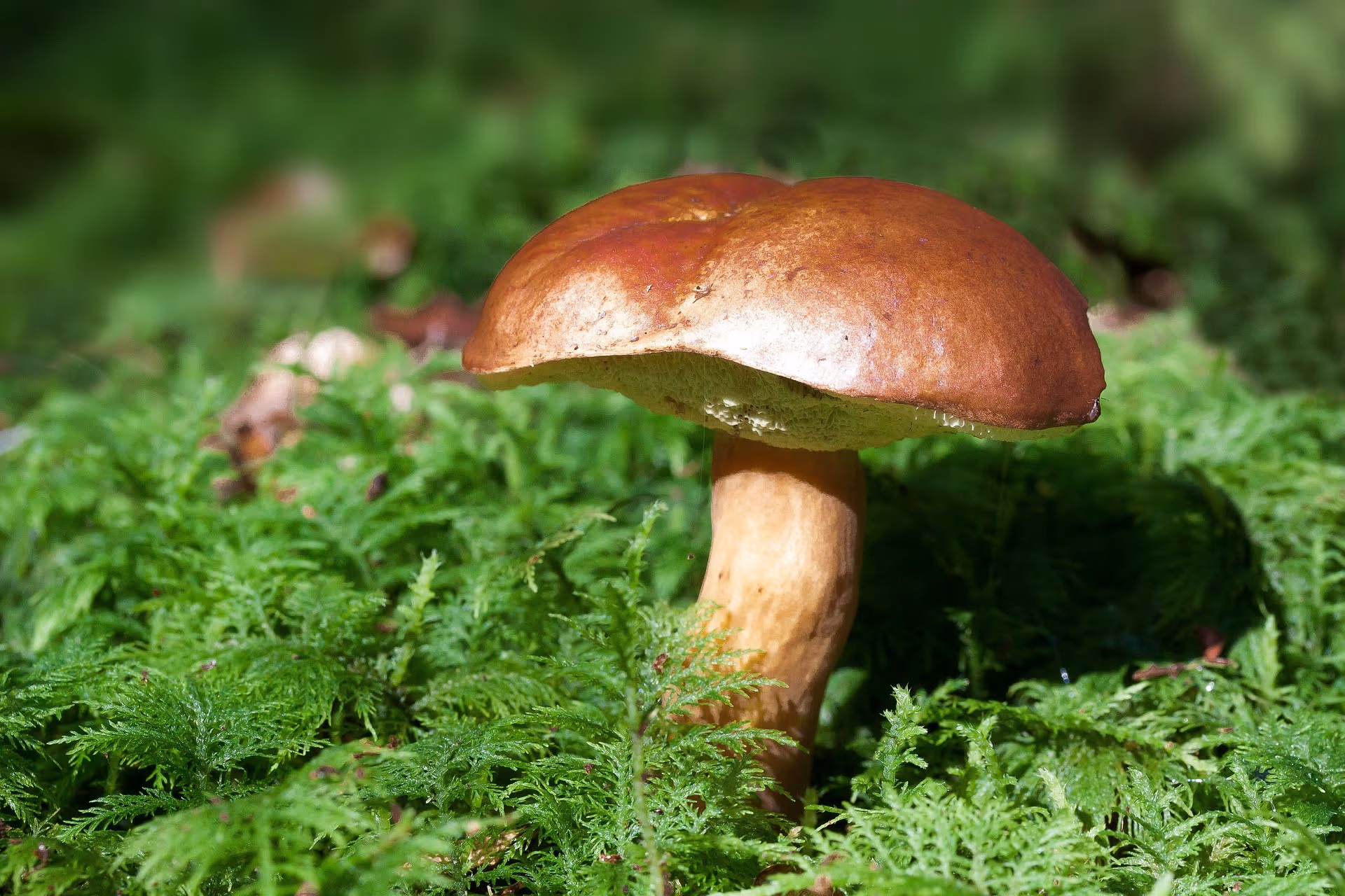 A mushroom emerging from the forest floor