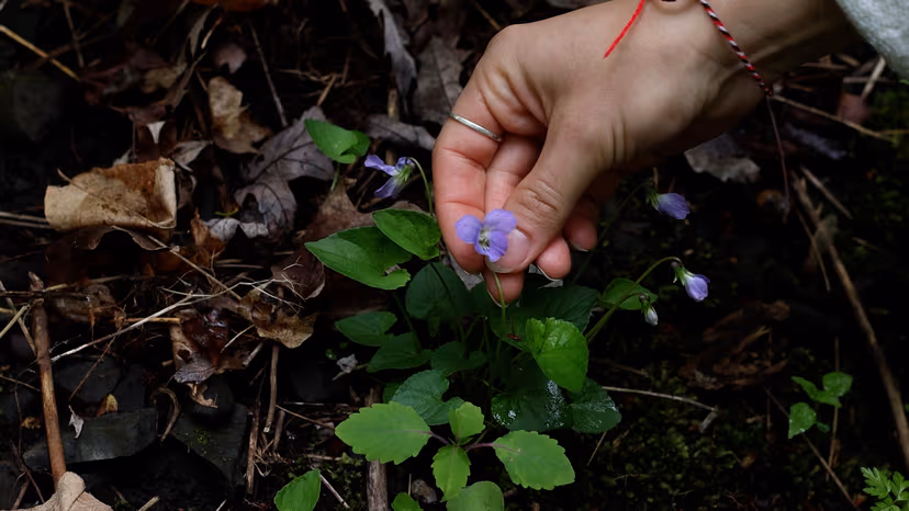 Bio-literacy Workshops & Immersions